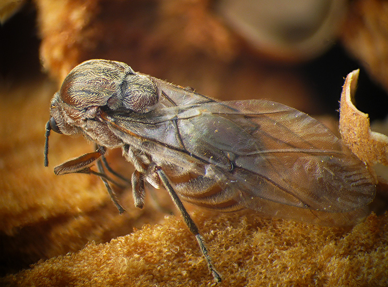 Cynipidae: Andricus quercustozae con parassitoide